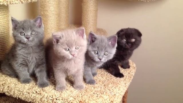 Шотландские котята - питомник Магукэт смотреть онлайн
