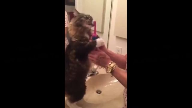 Кот с огромным удовольствием чистит зубы - Кот одержимый электрической зубной щеткой смотреть онлайн