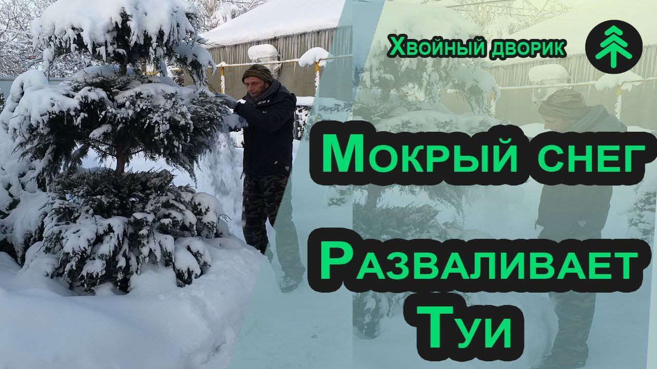 Как уберечь хвойные растения от мокрого снега? Чем опасен мокрый снег для хвойных растений? смотреть онлайн