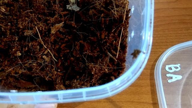 Кормление Пауков: Brachypelma Vagans, Albopilosum, Lycosa Singoriensis смотреть онлайн