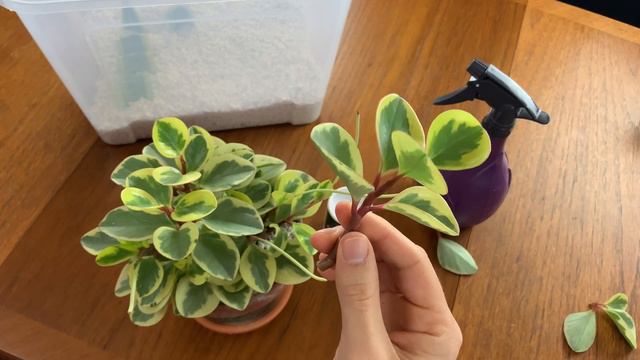 Propagate Peperomia Obtusifolia EASILY смотреть онлайн