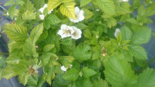 Обзор моей ежевики в Омске на 28.06.2019! смотреть онлайн