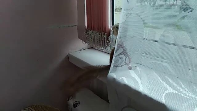 Белка в доме (Масик) 27 смотреть онлайн