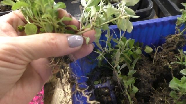 Размножаю лобелию черенками. Супер быстрое укоренение!!! смотреть онлайн