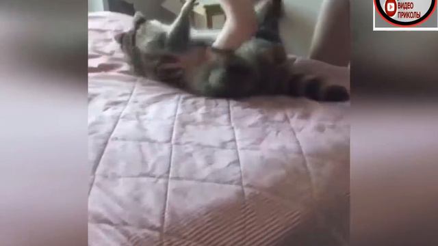 НОВАЯ ПОДБОРКА ЛУЧШИХ ПРИКОЛОВ ЗА 2019 ГОД \ ТЕСТ НА ПСИХИКУ \ ВИДЕО ПРИКОЛЫ ДО СЛЕЗ, MP4. смотреть онлайн