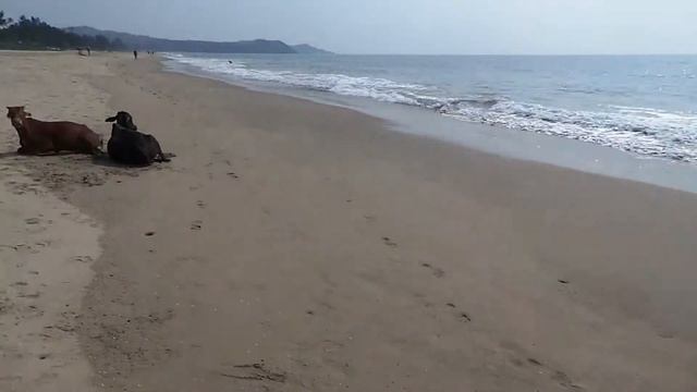 Где остановиться в Гокарне смотреть онлайн