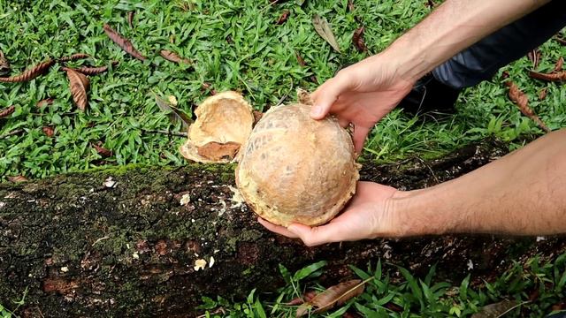 I Tasted The Incredible Color-Changing CANNONBALL FRUIT!