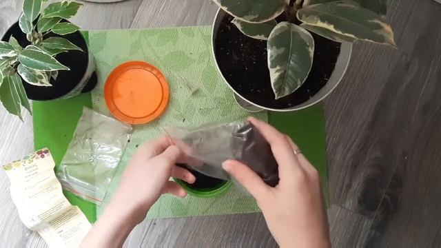 Обзор набора Райский Фикус.????