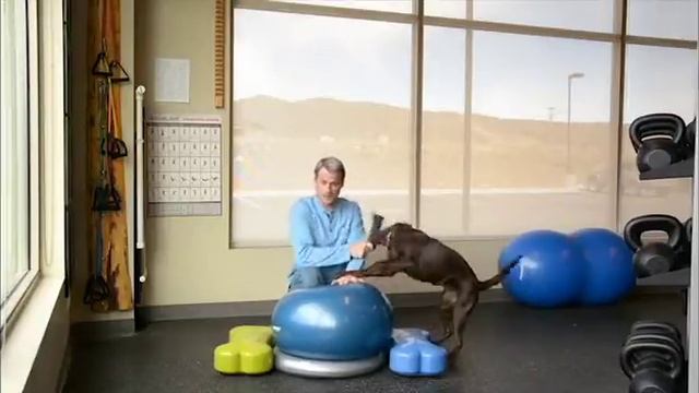 Balance and Stability Exercises for Your Dog смотреть онлайн