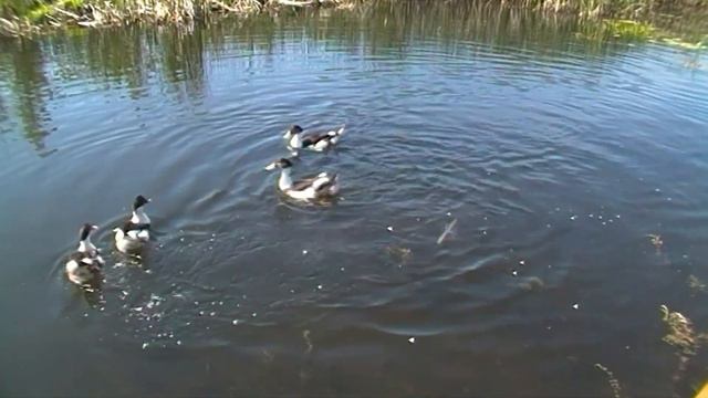 Большие утки на Малой Наноге смотреть онлайн