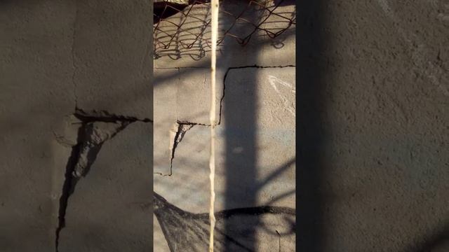 Бычья цепень у собаки смотреть онлайн