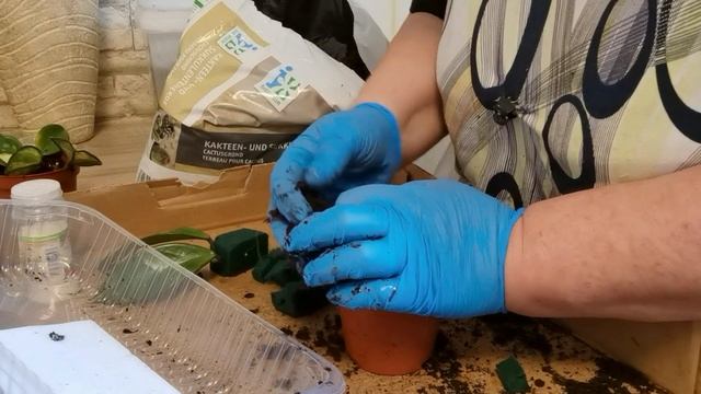 ПЕРЕСАДКУ КОМНАТНЫХ ЦВЕТОВ ПРОДОЛЖАЮ! / 842 смотреть онлайн