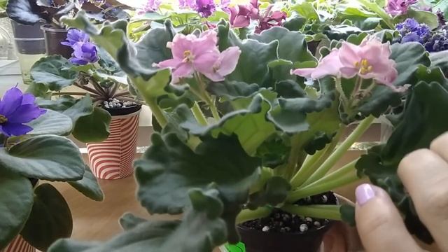 Фиалки этим летом цветут как хотят./! смотреть онлайн