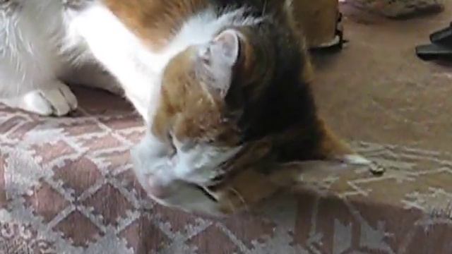 Кошка Кузя на столе 24 -:) смотреть онлайн