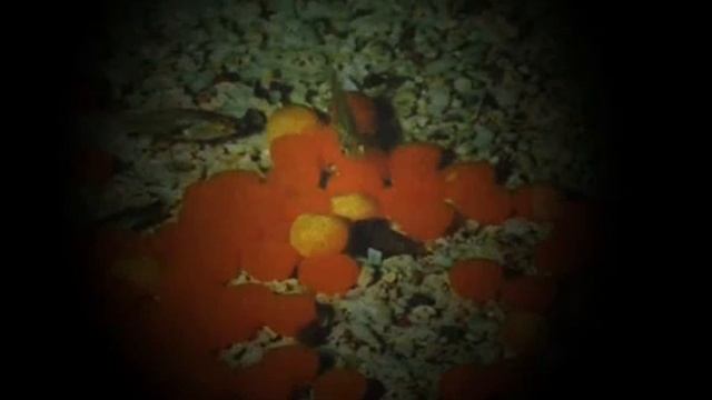 Как разводят арован из семейства Костеязычные (Osteoglossidae) в рыбоводных хозяйствах Малайзии ? смотреть онлайн