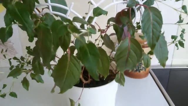 Домашние цветы в горшках /ЧАСТЬ 2// цветущие // УХОД смотреть онлайн