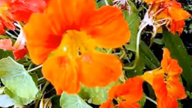 У ВАС ЕСТЬ ДАЧА смотреть онлайн