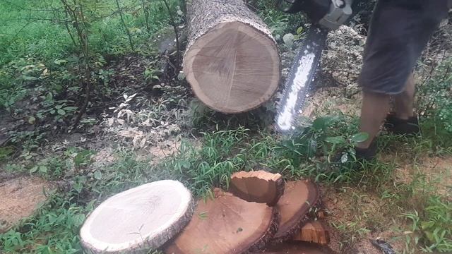 Stihl Ms 361 vs Stihl Ms 362C 20" bars. смотреть онлайн