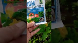 Пожелтели кабачки. Что делать ?
