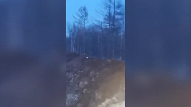 Тигр под Хабаровском! смотреть онлайн