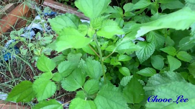 Ramie leaf -Boehmeria nivea смотреть онлайн