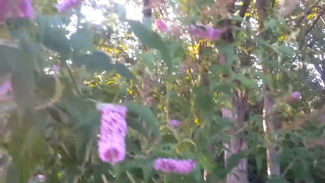 Бражник - бабочка колибри смотреть онлайн