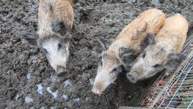 Зообаза Мечта. Экскурсия по зоопарку. Катание в упряжке. смотреть онлайн