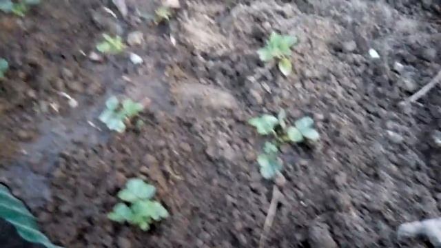 Земляника,посадка в грунт.