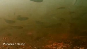 Чего не любит плотва?Почему не клюёт плотва ,Чем прикормить , Какая оснастка , Где ловить ?