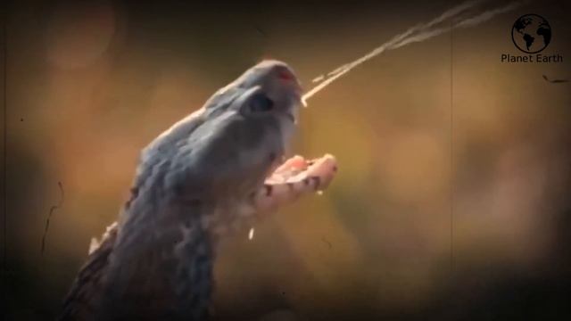 Comodo Dragon Vs King Cobra | Amazing Battle You Have Never Seen смотреть онлайн