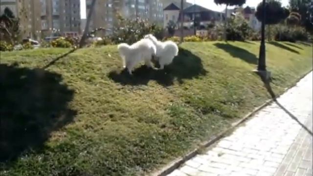 Гуляют две бешеные метлы))) смотреть онлайн