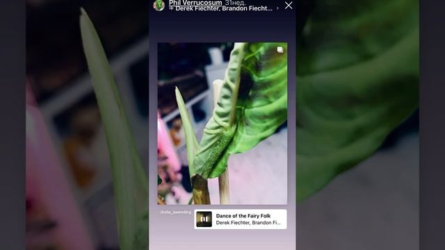 Хронология роста с листика за 10месяцев #филодендронверрукозум смотреть онлайн