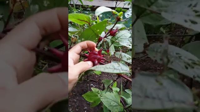 Pokok Roselle