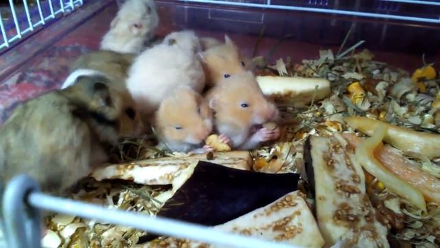 Супер видео про хомяков!!! смотреть онлайн