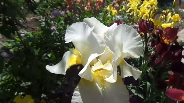 ирисы 27 05 2014 год смотреть онлайн