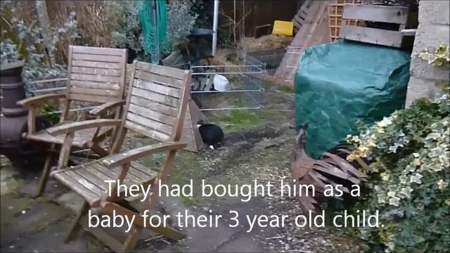 Rupert the handsome bunny, music by Coldplay смотреть онлайн