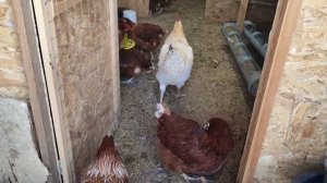 Как отличить петуха от курицы? (разоблачение курицы)