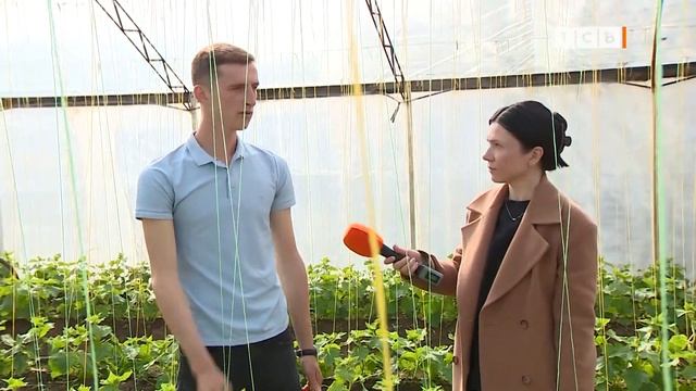 Настоящий «Родничок». Как вырастить большой урожай огурцов смотреть онлайн