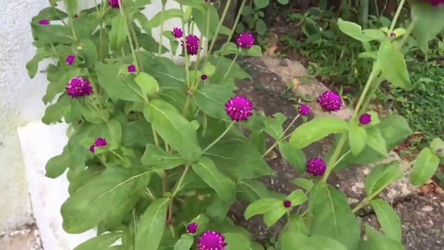 Globe Amaranth Plant | Raja pohottu (Gomphrena globosa) смотреть онлайн