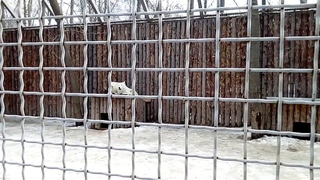 Вой полярных волков Севера и Герды смотреть онлайн