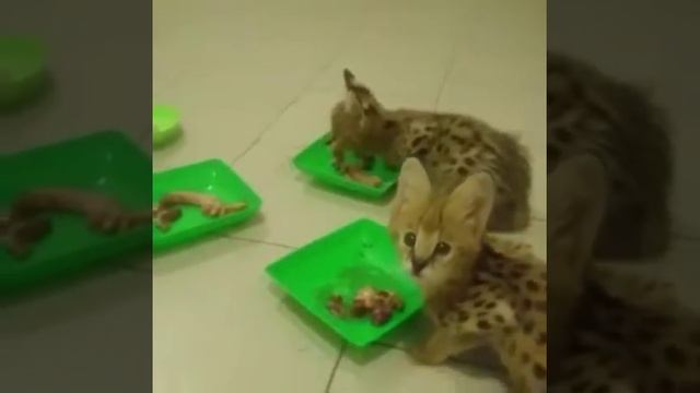 Котята породы сервал ! Доступны к резервированию Www.murmulet.ru