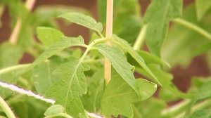 ЗАКАЛИВАНИЕ РАССАДЫ. ДВА СПОСОБА ДЛЯ ЗДОРОВЫХ И КРЕПКИХ РАСТЕНИЙ