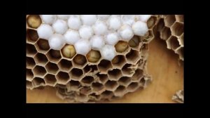 матку шершней переносим подальше от дома