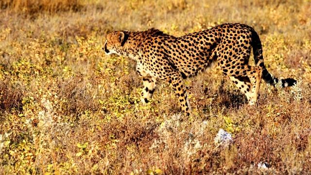 Гепард - самое быстрое животное на планете. Какую скорость развивает гепард? Интересные факты.