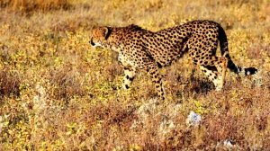 Гепард - самое быстрое животное на планете. Какую скорость развивает гепард? Интересные факты.