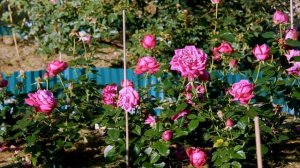 Видео обзор розы Сентер Роял (Чайно гибридная) - Senteur Royale (Evers Германия, 2004)