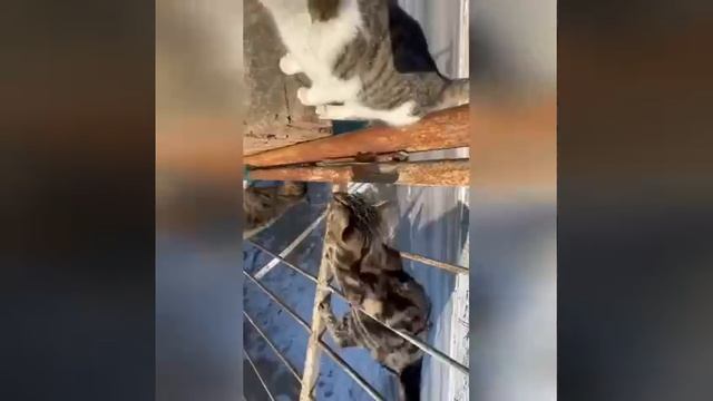 ❗️Делайте это упражнение каждый день и спина болеть не будет? смотреть онлайн