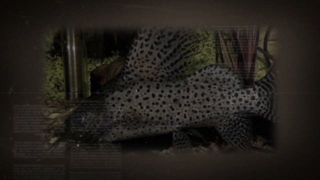 СИНОДОНТИС ИЛИ СОМ ПЕРЕВЕРТЫШ. УХОД И СОДЕРЖАНИЕ В АКВАРИУМЕ смотреть онлайн