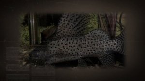 СИНОДОНТИС ИЛИ СОМ ПЕРЕВЕРТЫШ. УХОД И СОДЕРЖАНИЕ В АКВАРИУМЕ