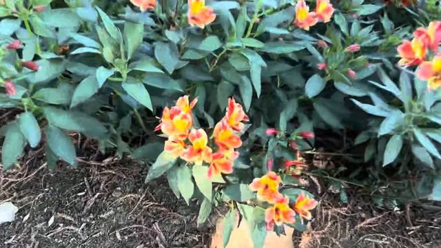 A Fancy-Pants Tea: Travel Stitch Journal #50 смотреть онлайн